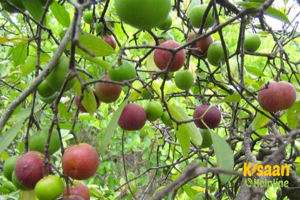 Kokum (कोकुम)